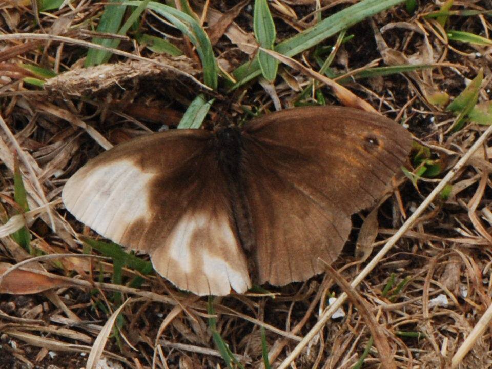 Maniola jurtina (live meadow brown aberration august 2013 wiltshire downs) (Internet Image property of respective owner, non-commercial use only)